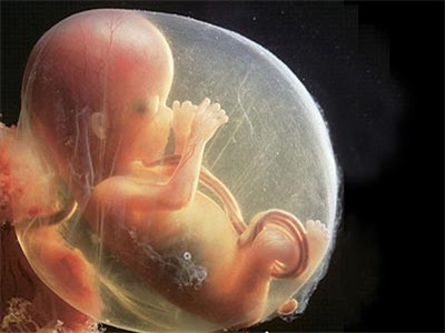 胎儿发育过程是怎样的 了解胎儿发育让你更安心