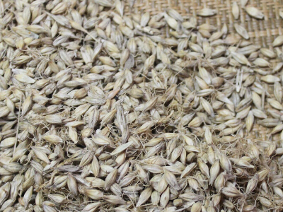谷芽与麦芽的区别是什么 谷芽和麦芽能混用吗