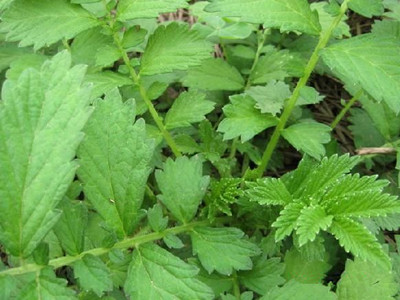 仙鹤草能降血糖吗 血糖高吃仙鹤草管用吗