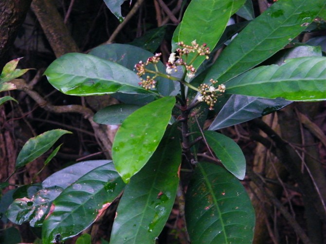 山大颜是一种常用的中药,它属于茜草科,根和叶子都可以入药,一般