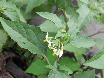 白花菜的副作用是什么 白花菜怎么用安全