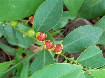 中医养生 正文    黑面神是一种灌木植物,是一种难得的中草药,黑面神