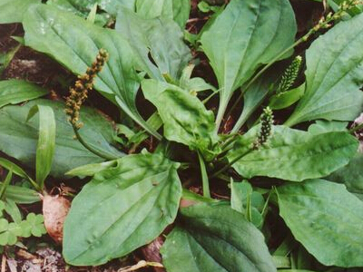 背景 壁纸 绿色 绿叶 树叶 植物 桌面 400_300图片