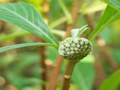 新鲜的绿萝花怎么泡茶 可以和其它花茶一起泡吗