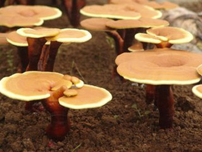 【专题】灵芝孢子粉适合人群有哪些_健康经验