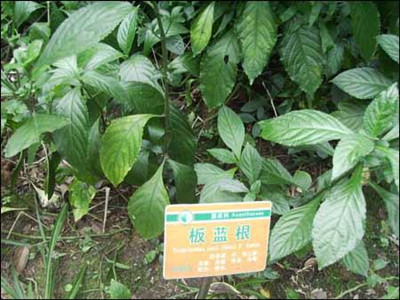 其实板蓝根本身是一种可以入药的植物,为了满足社会的需求