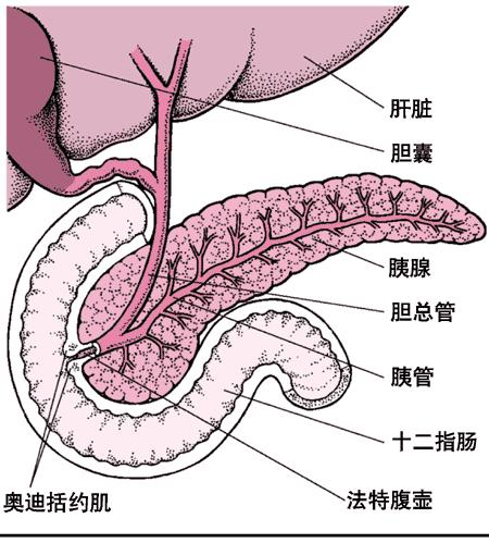 急性胰腺炎的症状 【图文】急性胰腺炎原来是这样的