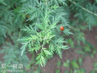 青蒿是一味中药,为菊科植物黄花蒿的干燥地上部分.