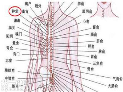 所以神堂穴所在的位置肌肉组织非常发达,在肩胛骨脊柱边缘的位置,分布