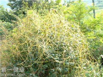 强筋壮骨的中药三,菟丝子