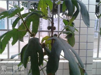 五指毛桃的禁忌人群有哪些 这些人群千万不能触碰