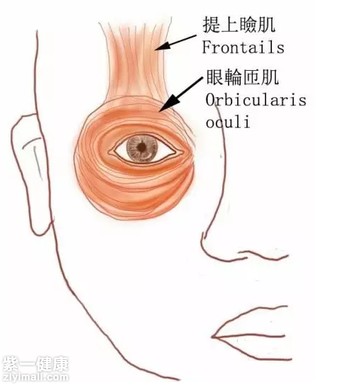 跳,并不是皮肤在跳,而是眼轮匝肌,眼睑举肌在神经的支配下,进行收缩