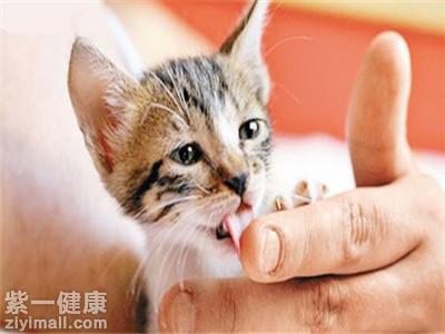 猫抓病怎么治疗 宠物家庭切记做好预防措施