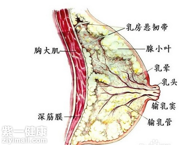 乳房有硬块而且疼怎么办 先就医再对症是根本原则