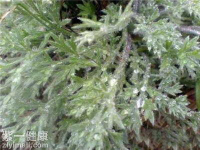 【分析】青蒿草有哪些作用和价值