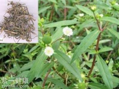 墨旱莲的功效与作用 【收藏】旱墨莲的食用方法及副作用