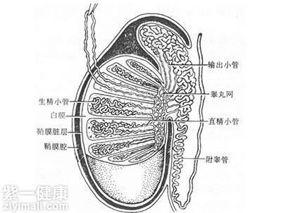 哪些睾丸异常易引发不育