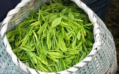 桑叶可以降血压吗 桑叶泡水六大功效图片