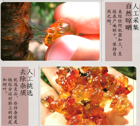桃膠采集