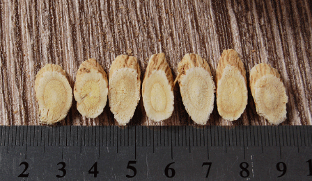 黃芪直徑 黃芪直徑