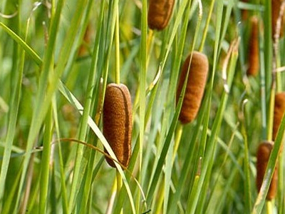 蒲黄的副作用是什么 蒲黄能吃吗