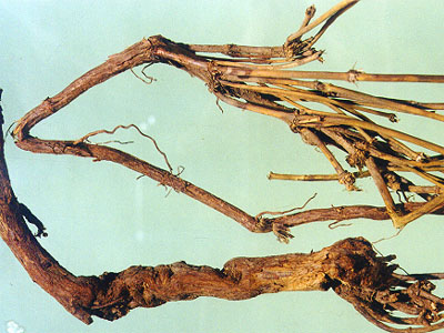 警惕麻黄根的副作用 麻黄根的副作用有哪些