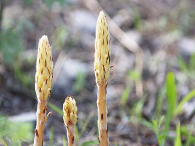 知道列当怎么泡酒吗