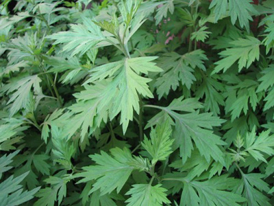 冰片的用法有哪些