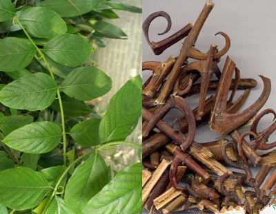 钩藤的功效有哪些 盘点钩藤的好处