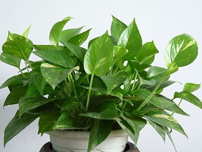 绿萝花的副作用有哪些 使用绿萝花要小心