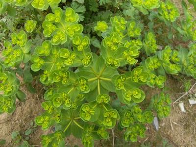 泽漆的功效与作用 泽漆的使用方法有哪些