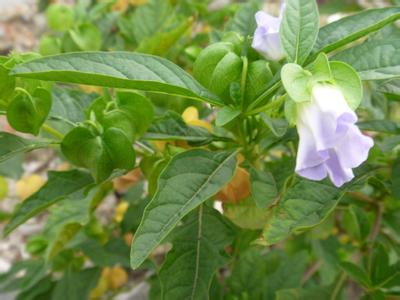 凉粉草的功效 您不知道的那些作用