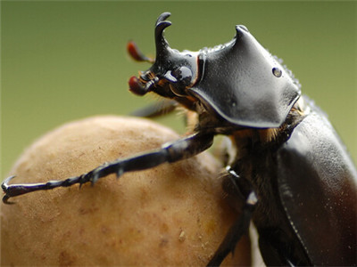 西班牙蜣螂别名图片