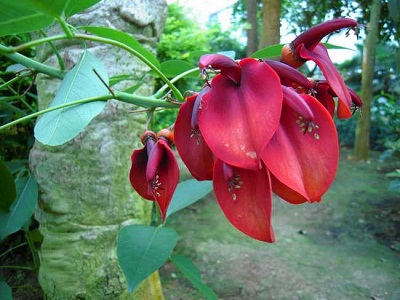 木蝴蝶的副作用 揭秘木蝴蝶美丽的功效