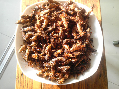 蝼蛄的药用价值 蝼蛄的功效和食用方法