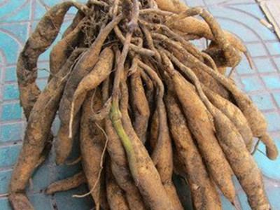 百部的食用方法 百部的几种用法