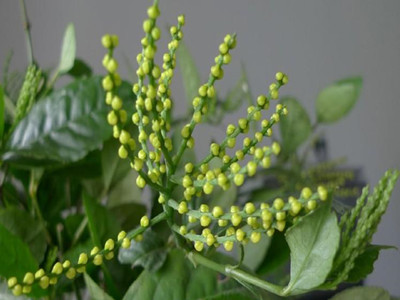 珠兰,珠兰花,珠兰花茶_大山谷图库