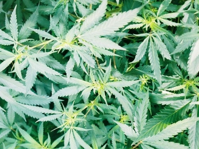 麻叶的做法有哪些 麻叶有哪些功效