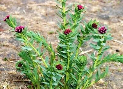 蛇床子会有毒吗 蛇床子的毒副作用大吗