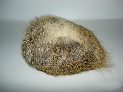 麝香的食用方法大全 麝香常见的4种使用方法