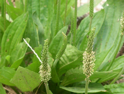 车前子壳的作用 治疗便秘缓解三高还可以防癌