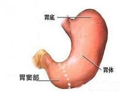 胃窦在哪里位置图片图片