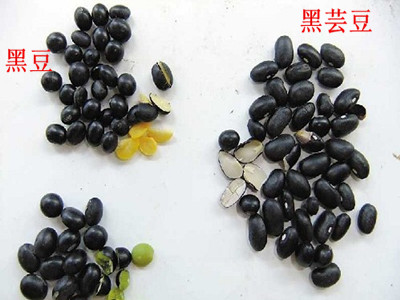 黑豆和黑芸豆的区别 警惕黑芸豆假冒黑豆