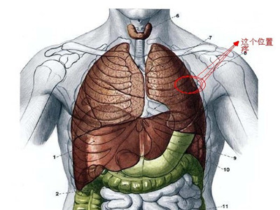 胸口的位置图片 部位图片