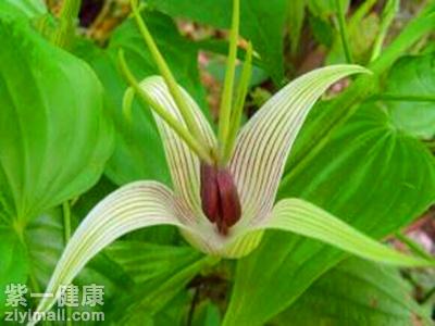 什么是百部 揭秘中药百部功效,作用以及用法