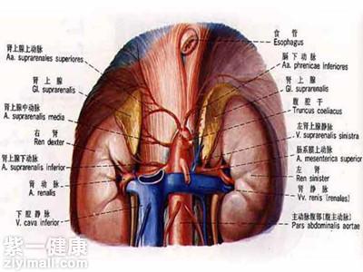 肾上腺素的作用是什么专业人士为你揭秘 紫一商城