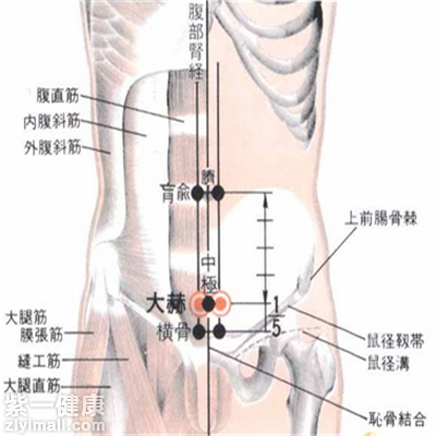 大赫穴位于肚脐中下4寸,前正中线旁开半寸的位置,它是足少阴肾经常用