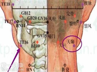 天牖穴位位置图 轻松定位天牖穴的四大绝招_紫一商城