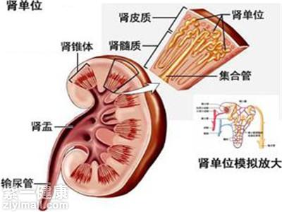 肌酐高是什么原因图片