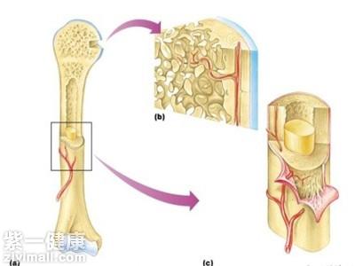 骨痂生长过程图 6月图片